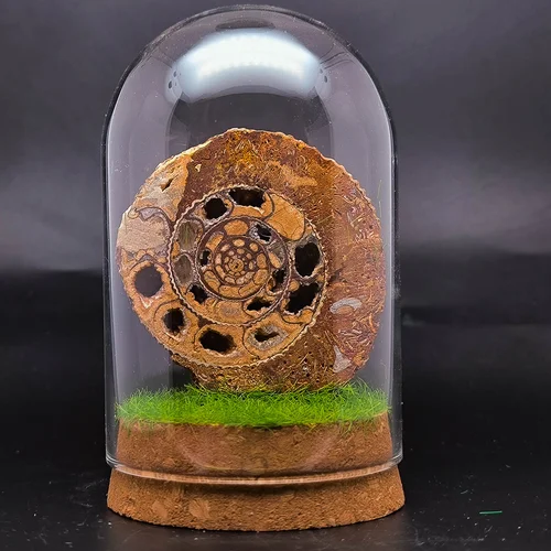 Колба с аммонитом 25-57-31