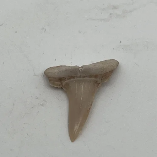 Зуб акулы (Otodus obliguus, 66 мл. лет)