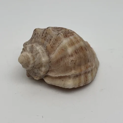 Ракушка Рапан