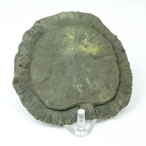 Пирит "доллар"