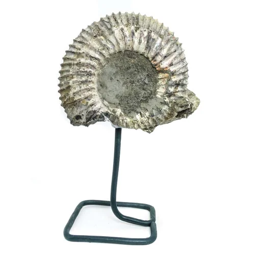 Аммонит на подставке