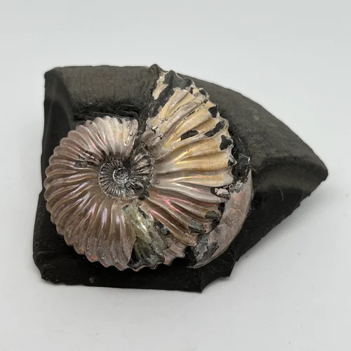 Аммонит в породе