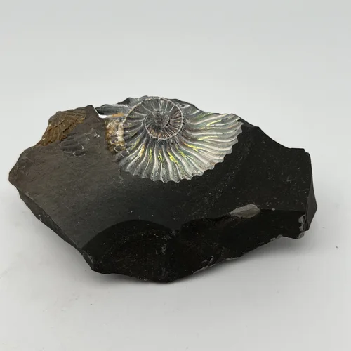 Аммонит отпечаток