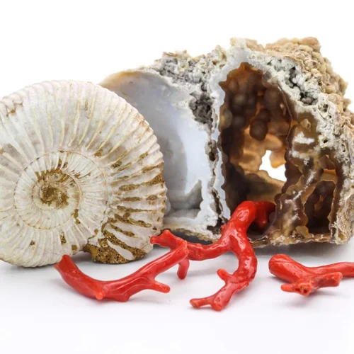 Палеонтология