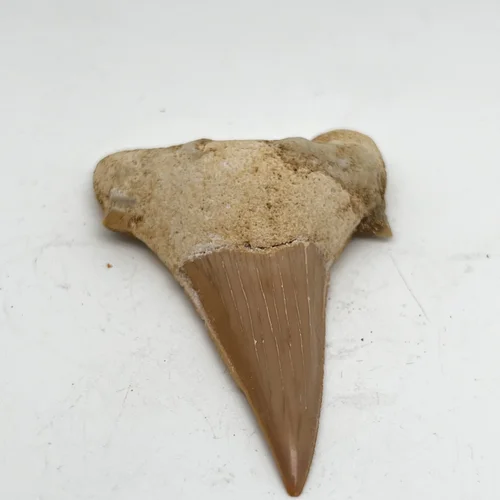 Зуб мегалодона