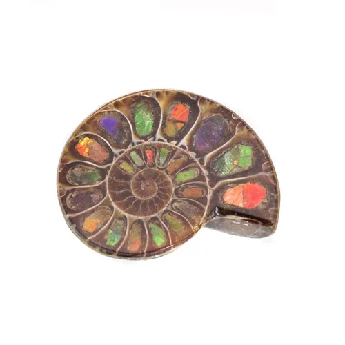 Аммонит с аммолитом