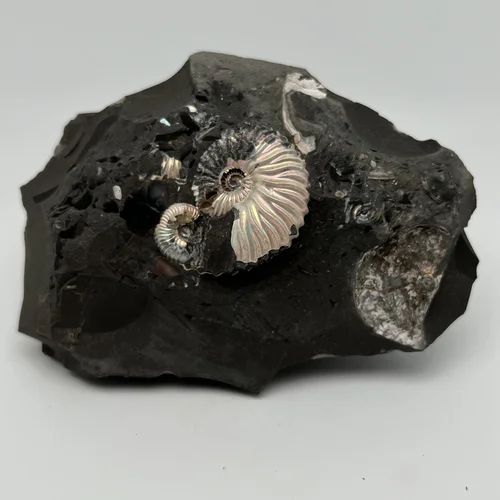 Аммонит в породе